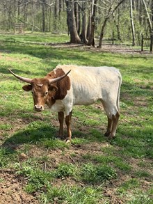 Bogle’s Lil Cheyenne Star