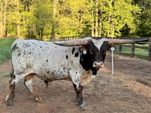 MM Lil Tuff Cowboy
