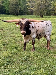MM Lil Tuff Cowboy
